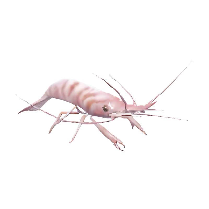 ホエールシーズン料理の食材『ウミエビ』のハートピアスローライフのゲーム画像